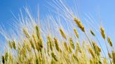 安徽一農戶幾十畝小麥被人開收割機偷走