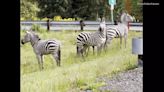 4 zebras, including baby, escape trailer and run amok on city streets