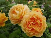 Rosa 'Golden Celebration'