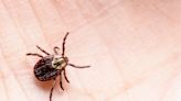 TICK SEASON: How to protect your pets