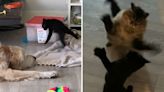 Giant-pawed kitten bullies every animal in the house: "Chosen violence"