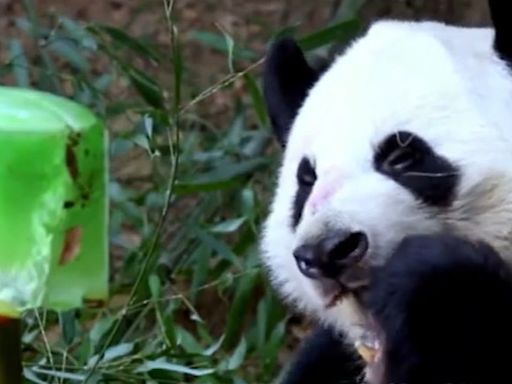 美國最後4隻大熊貓今秋將自阿特蘭大動物園送返中國