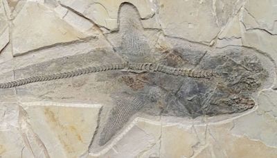 El fósil de un antiguo tiburón de la era de los dinosaurios resuelve un misterio de siglos