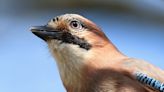 Mental Time Travel Helps Birds Remember Food Stashes