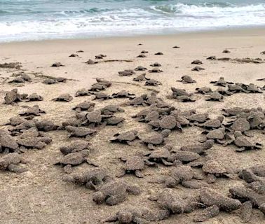 Se liberaron 2.4 millones de crías de tortuga marina en playas de Michoacán