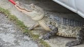 7-foot alligator found hiding under pickup truck in Rayne after heavy rains