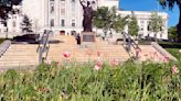 Workers remove dozens of apparent marijuana plants from Wisconsin Capitol tulip garden