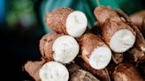 Cassava: The perilous past and promising future of a toxic but nourishing crop