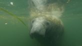 See the iconic Florida manatees as they keep fighting for survival