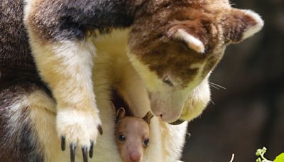 New arrival at US' Bronx Zoo: Rare tree kangaroo captivates visitors