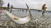 Upgrade of Northeast Tacoma fishing pier is underway. Metro Parks wants your input