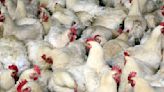 China reports first human death from this avian flu strain