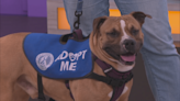 Pet of the Week Grandpappy pays PA live! a visit