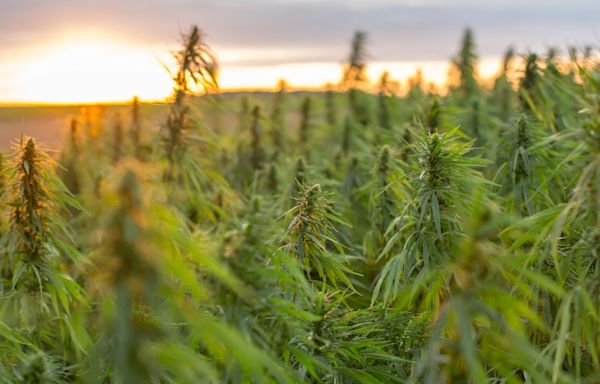 Georgia governor signs bills to regulate hemp farming, prevent foreign ownership of farmland