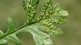 Ask the Expert: What are the small bumps shown on oak leaves?