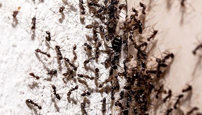 Ants will never enter your home when using 1 item cleaner claims the pests hate