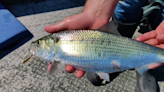 Outdoors Bound News & Notes: Shad Run, Shad Cam, Outstanding Oysters!