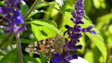 Top plants for Wisconsin butterflies