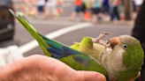 Funny parrot can't stop dancing to her favorite song, "Bacon Pancakes"