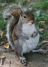 File:Common Squirrel.jpg - Wikimedia Commons
