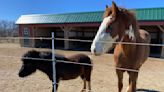 'Solstice Sanctuary': A safe haven for animals and volunteers dealing with trauma