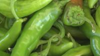 New Mexico chile farmers expect big harvest season, ‘best’ in years