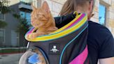 Feline adventure game 'Stray' is getting a limited-edition cat backpack