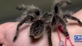 30 tarantulas found in apartment fire: locals talk unconventional pet care