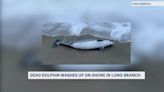 Advocates express concern as badly decomposed dolphin washes up in Long Branch