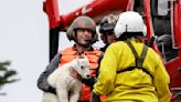 Hundreds of mountain goats were flown to a new home. Very few survived.