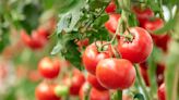 Gardener's simple tomato plant hack using DIY fertiliser ensures bumper crop