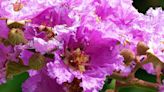 Frequently asked questions about crape myrtles | Gardening