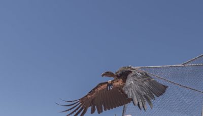 Why 4 California condors will be released in the wild near Utah — and how to watch