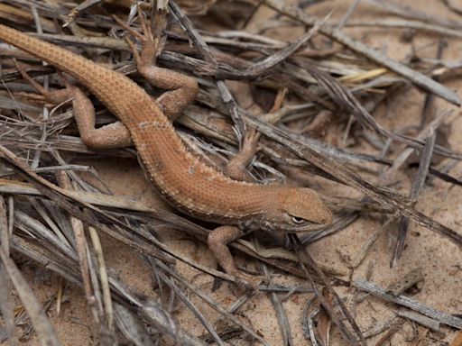 Texas lizard added to endangered species list over the oil and gas industry’s objections