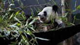 Atlanta Zoo pandas will return to China as giant panda agreement expires