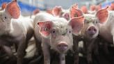 Danish Crown’s UK arm brings home the bacon as China turns its back on EU pork