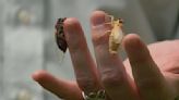 Cicada celebration! Sightings of insects emerging in Chicago suburbs
