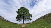 Who cut down the Sycamore Gap tree? Everything we know