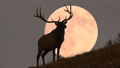 July's full 'Buck Moon' rises this week — and signals a big lunar transition is on the way