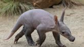 San Diego Zoo Announces Birth of First Aardvark Cub in Over 35 Years: 'New Princess Dirt Pig'
