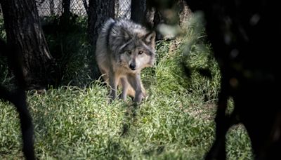 Attaque de loups à Thoiry : la joggeuse épinglée pour un autre incident dans le zoo