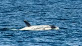 Incredibly rare white killer whale spotted off Southern California coast