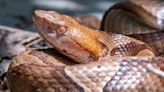 Three venomous snake species found in Ohio