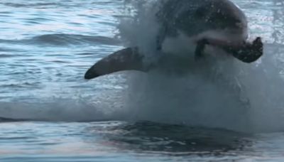 Shark bit mum in half in front of quadruplets then returned to eat remains