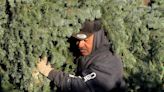 'They're our babies': A day during harvest at an Oregon Christmas tree farm