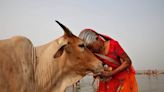 Abrazar a una vaca en lugar de la pareja: el insólito pedido del gobierno de la India para San Valentín
