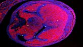 Alarming: Nanoplastics now found in the heart of chicken embryo