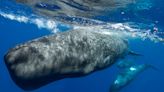 Using algorithms to decode the complex phonetic alphabet of sperm whales