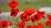 The Significance Of Poppies On Memorial Day–And How It Became A Tradition