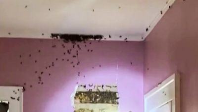 What's that noise in the wall? A toddler's 'monster' actually a hive of 50,000 bees